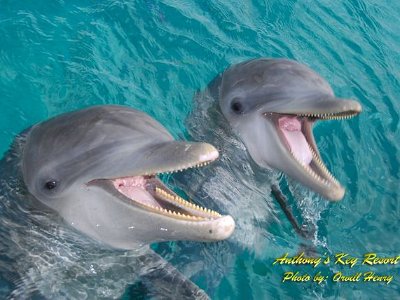 Dolphins 15